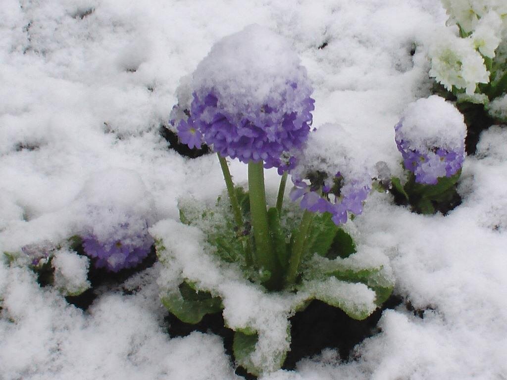 цветы под снегом