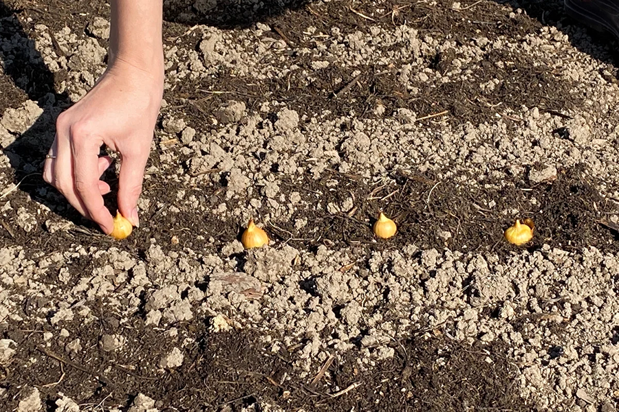Посадить лук севок дома в землю. Когда сажать лук севок весной в открытый грунт. Как садить лук семенами.