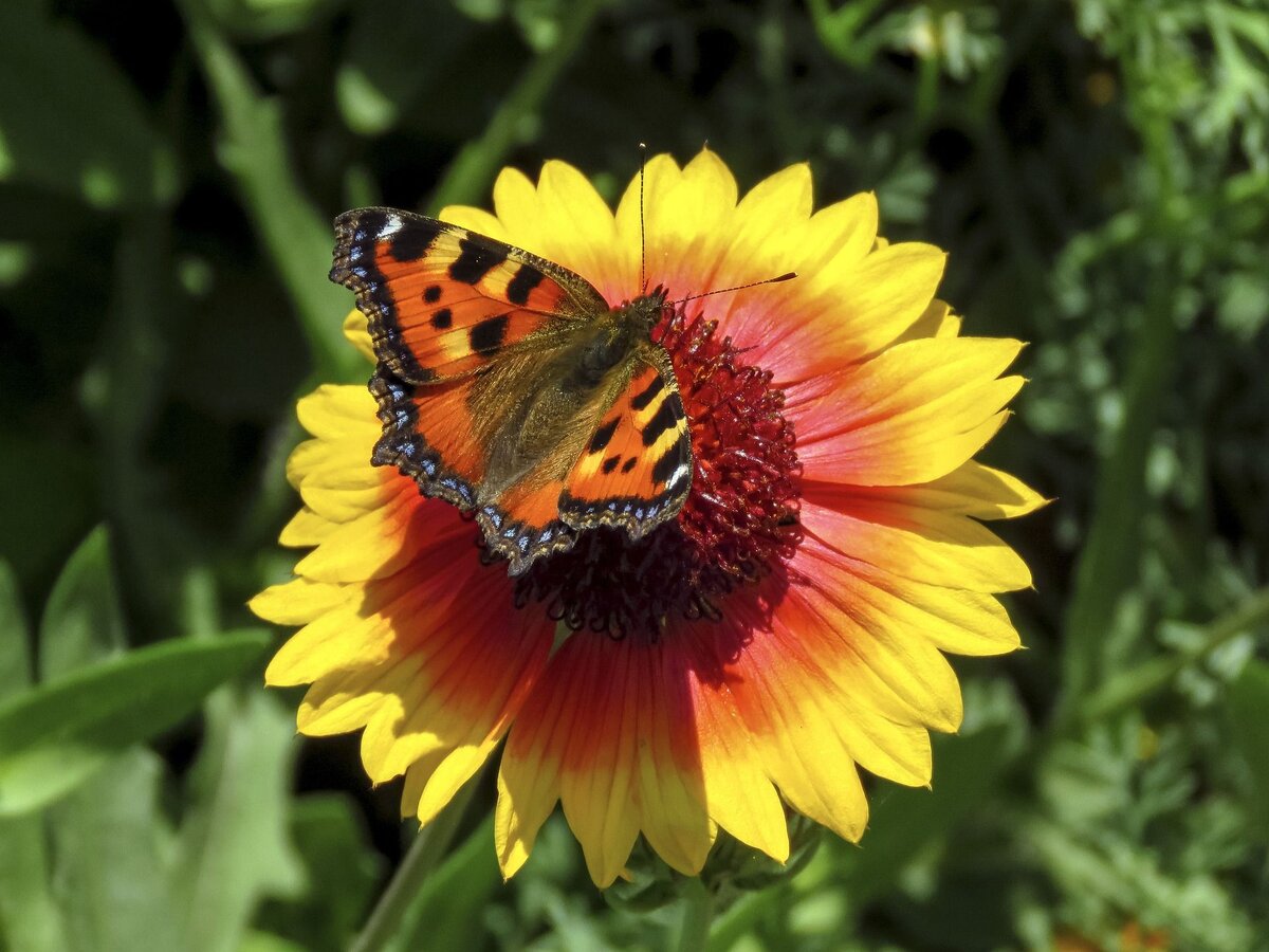 Бабочка крапивница. Фото из открытых источников.