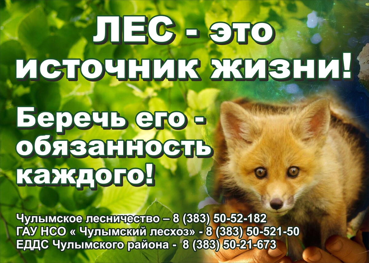 Аншлаг для лесничества