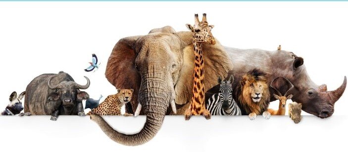 Животный мир