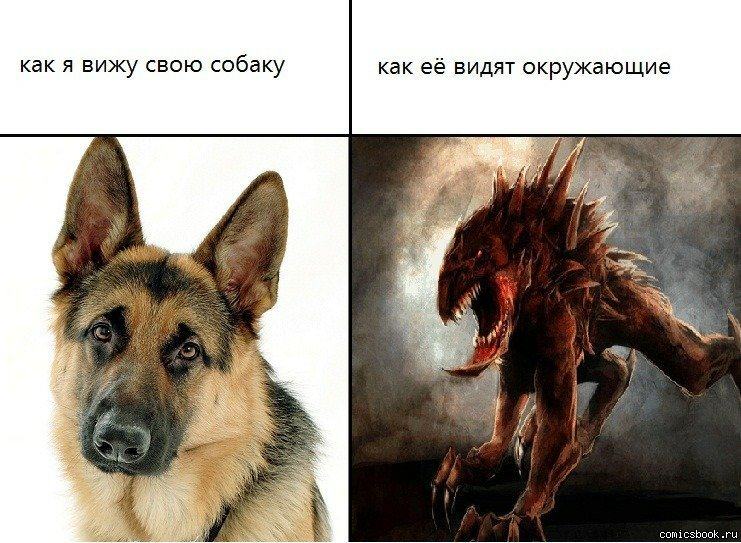 Мемы. Мемы с собаками. Собака Мем. Меме с собоками.