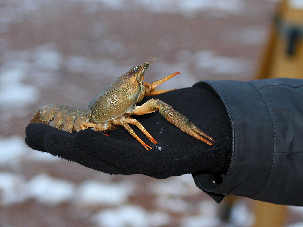 фото с сайта город-мичуринск.рф