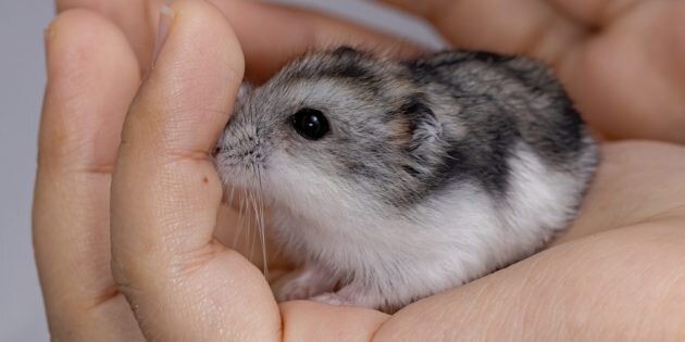 Русский хомяк Кэмпбелла с нормальным окрасом. Фото: softkrafts.live.com/Depositphotos