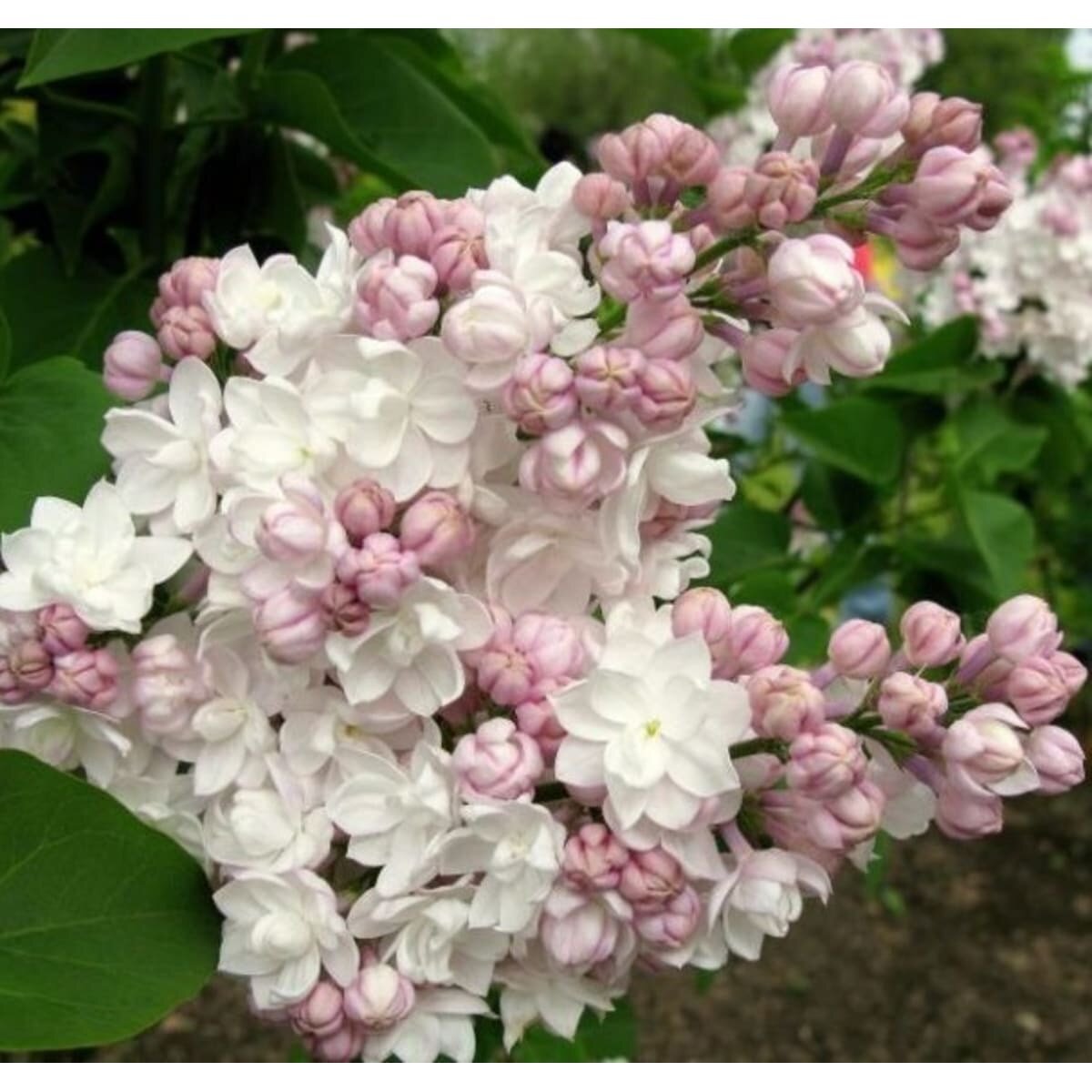 С. Обыкновенная 