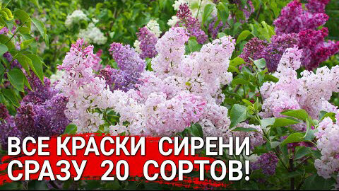 Все краски сирени - сразу 20 сортов!