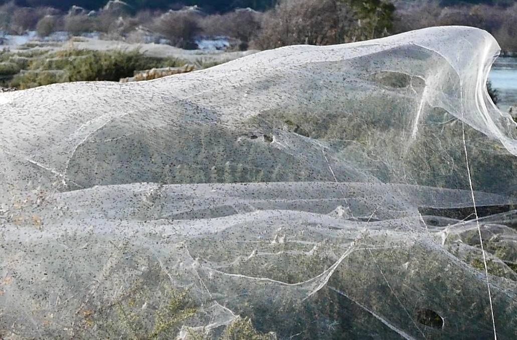 взято из свободных источников. Это не снег,  это паутина, это работа  милых австралийских паучков