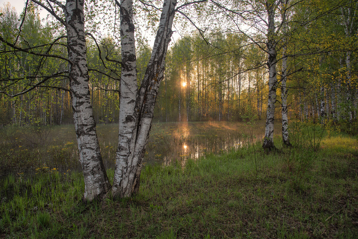 Символ России, фотографии красивых березовых рощ | Люблю жизнь и ...