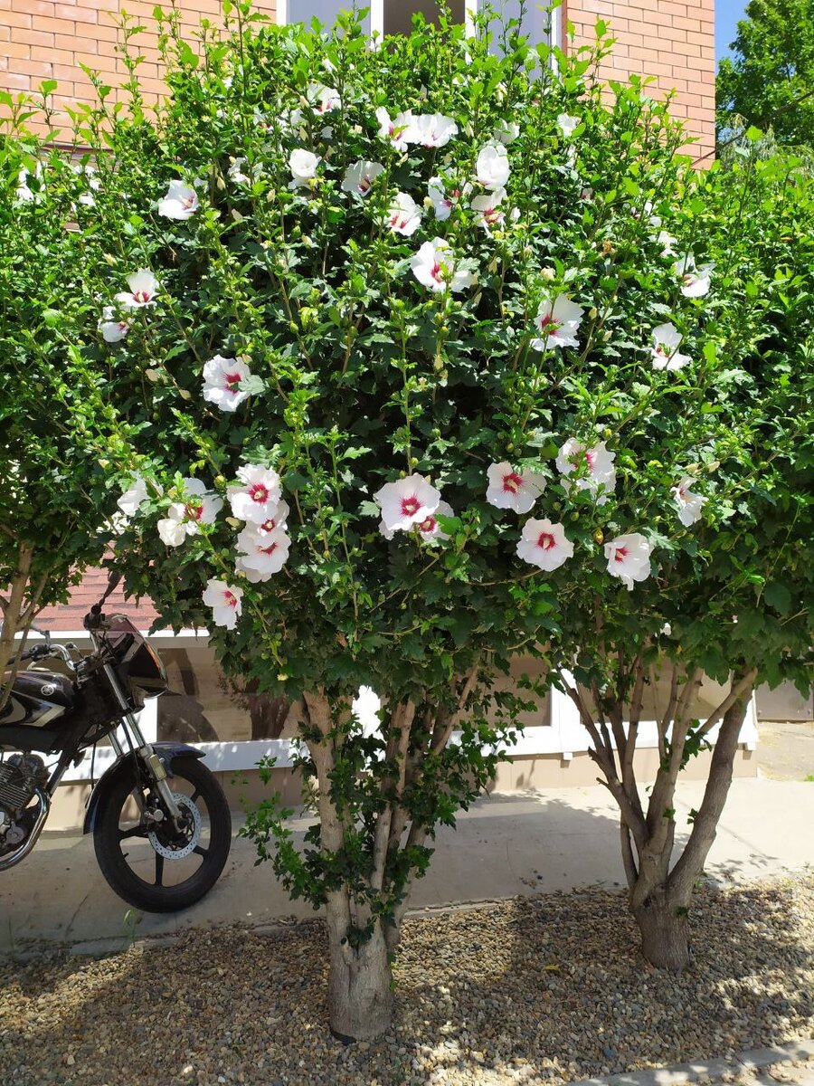 Гибискус Сирийский