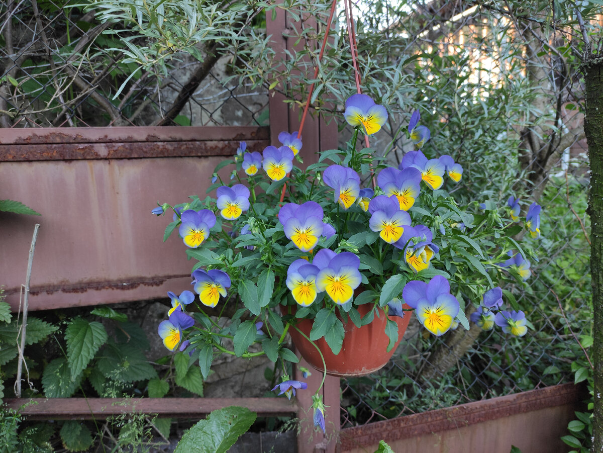 А это сорт "Морфо". Похож на blueberry swirl,  но цвета ярче. Камера плохо передаёт оттенок. 