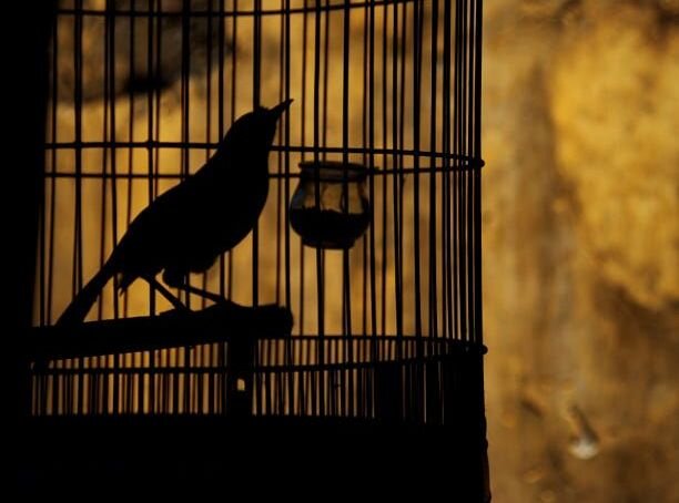 Изображение из интернета