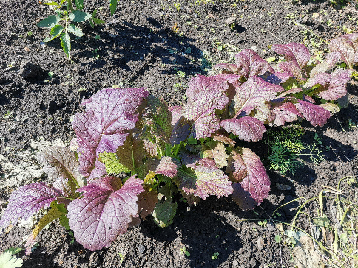 Салатная горчица из семян выданных в Ленте весной 2022 