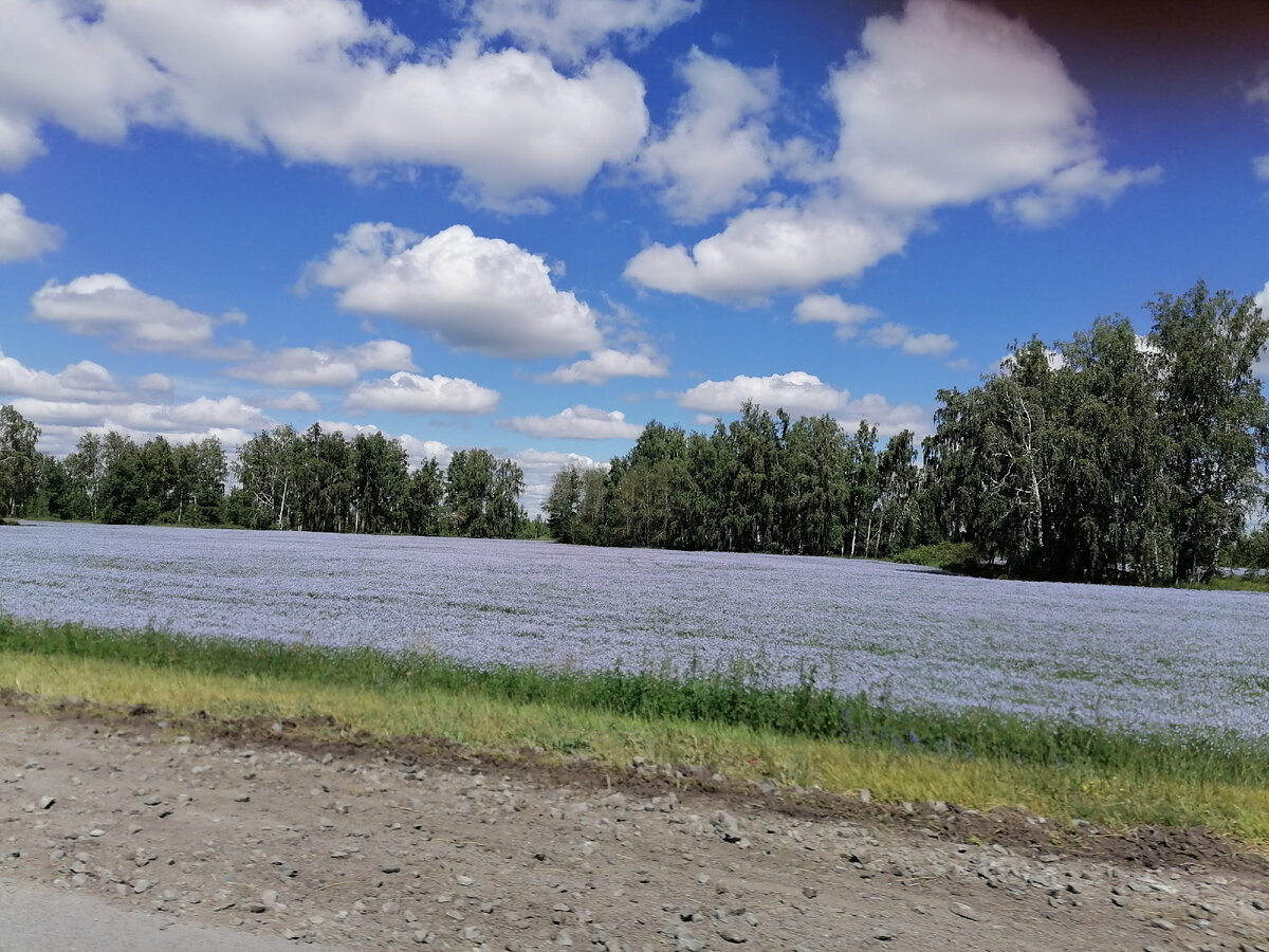 Поле со льном под Челябинском