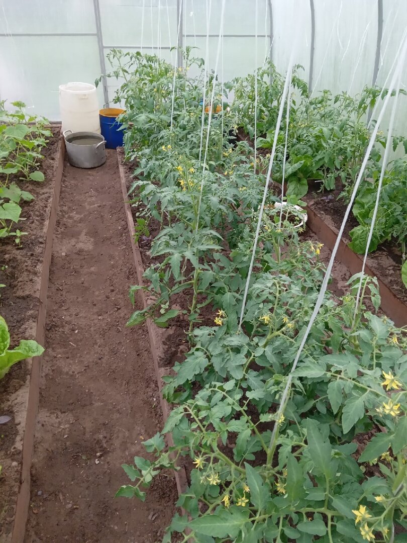 Томаты в июле. Лидеры среди томатов. Когда и чем подкормить помидоры. Чем подкормить помидоры в августе. Чем подкормить помидоры для налива плодов в теплице.