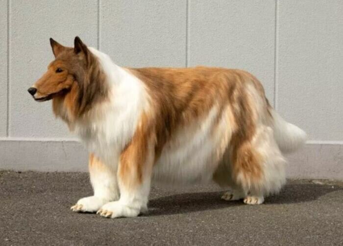 Под собачьей шерстью скрывается человек. /Видеокадр