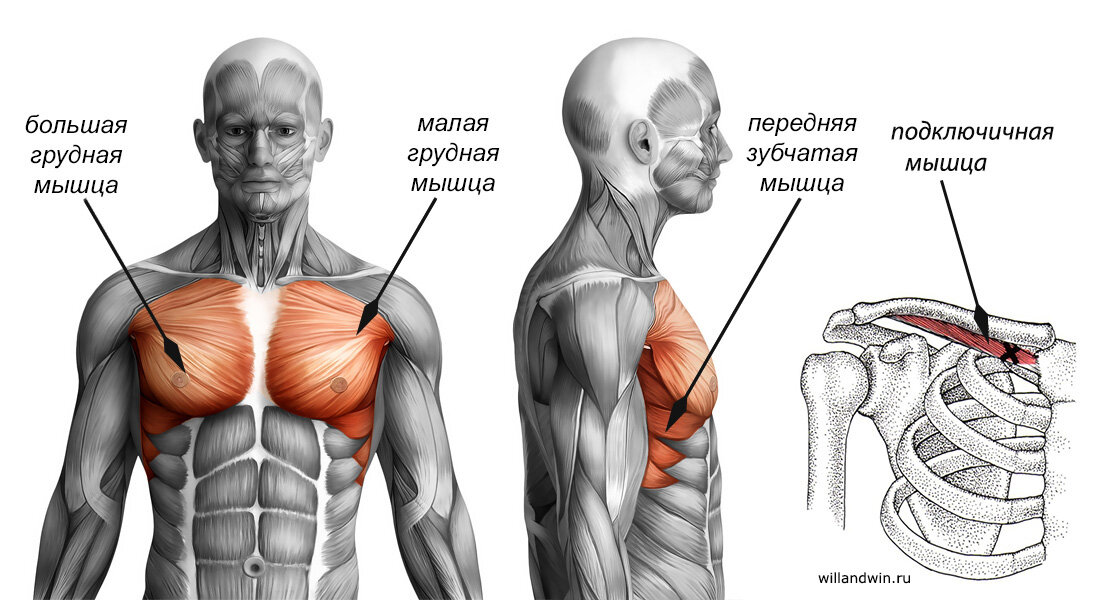Анатомия грудных. бла бла бла