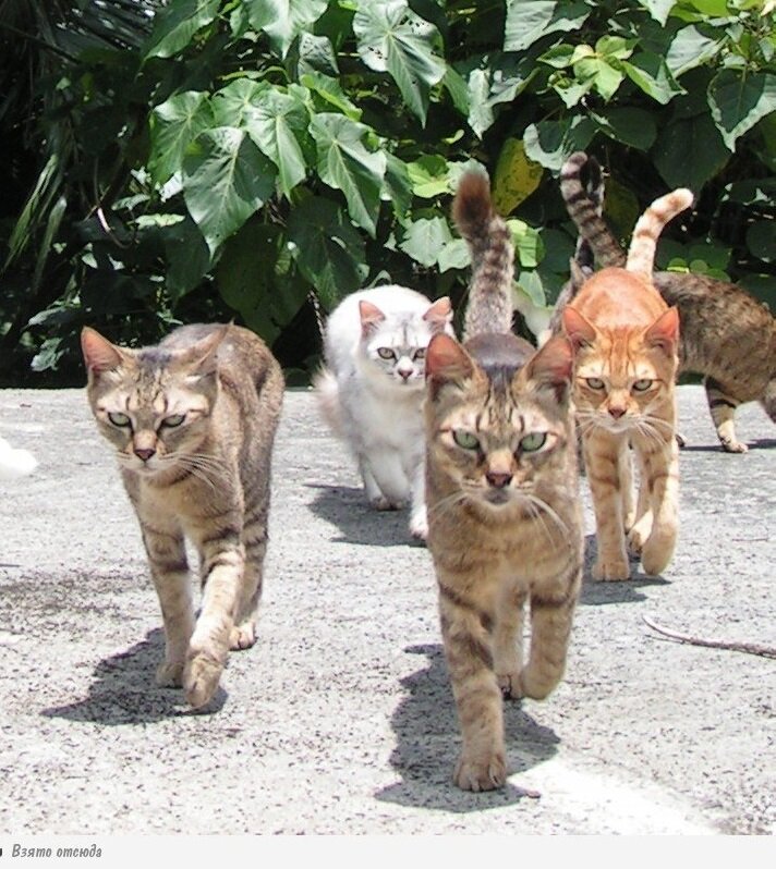 4 кота