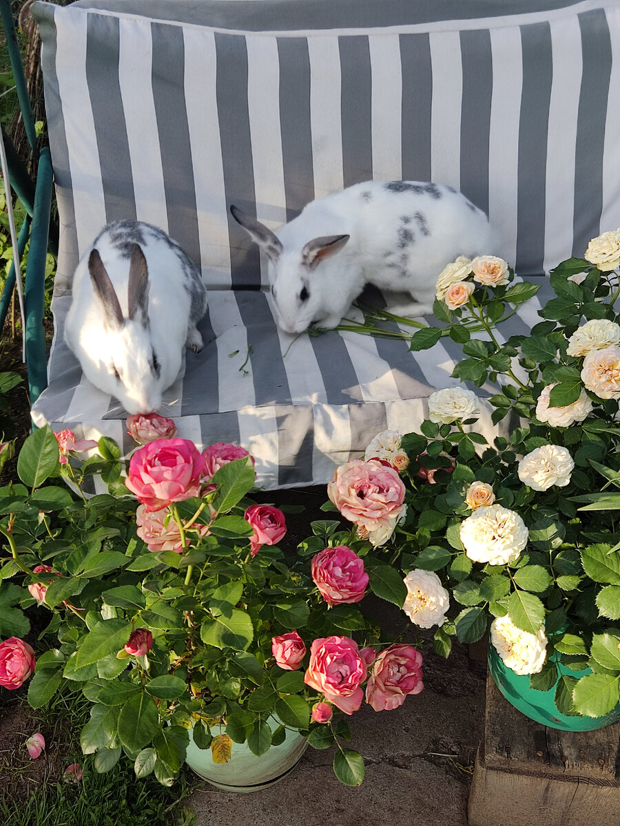 Ушастые "ценители" красоты) 