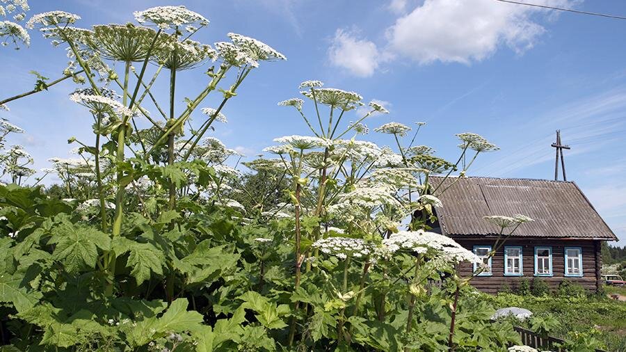 Фото из интернета: https://yandex.ru/images/search?pos=16&from=tabbar&img_url=https%3A%2F%2Fwww.agrobase.ru%2Fuploads%2Fpublications%2F2020%2F08%2F18%2Fdhpthavxkae8gvd.jpg&text=борщевик+сосновского&rpt=simage&lr=10923