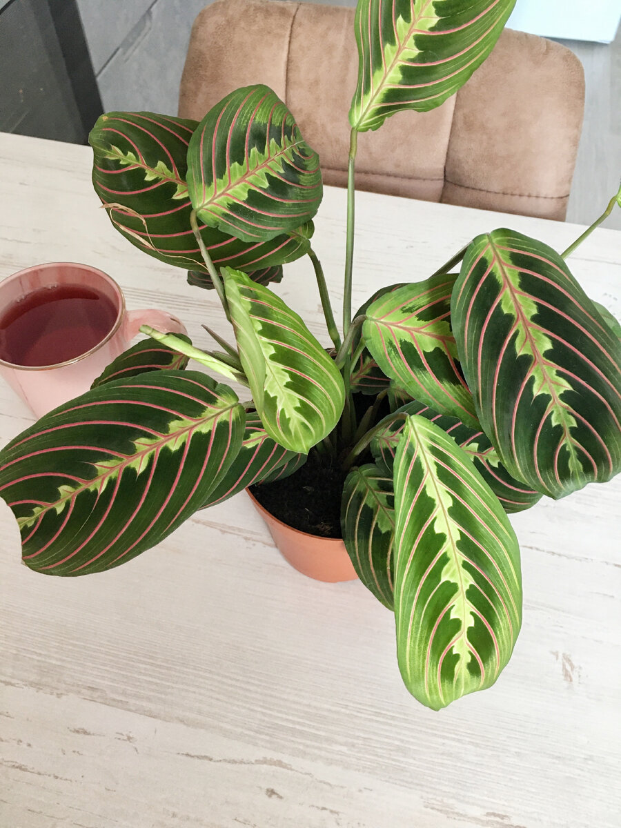 Маранта триколор