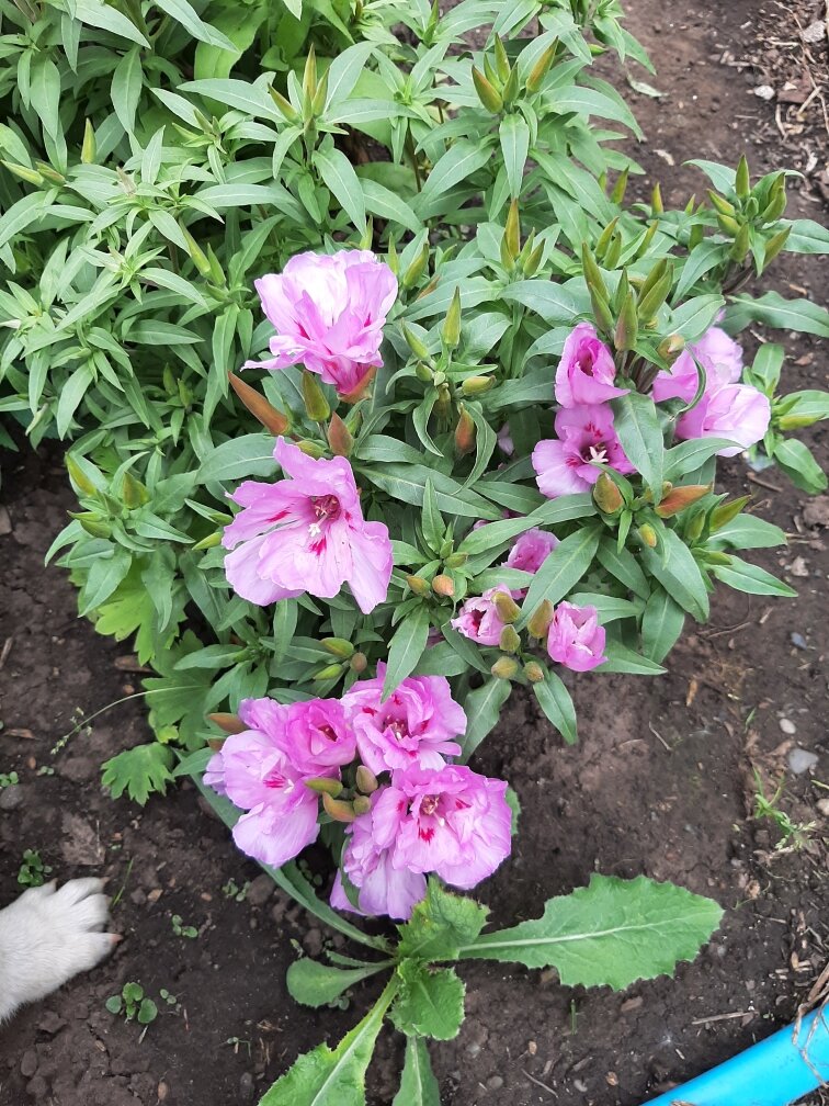 Вроде и красивая, а вроде и не очень