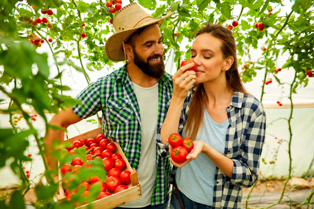Вот это урожай помидоров.