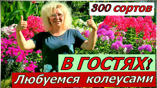 Все 300 сортов КОЛЕУСОВ она знает в лицо. В гостях у гостепримной Ольги