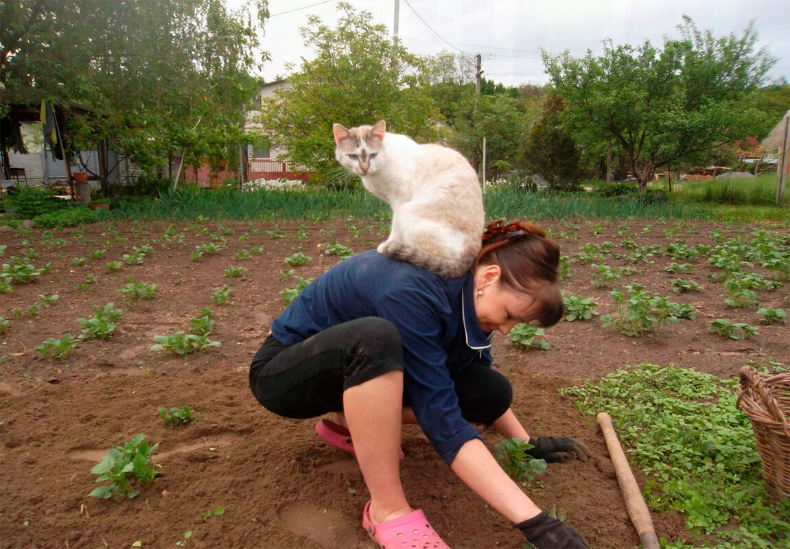 Картинки кошки на даче