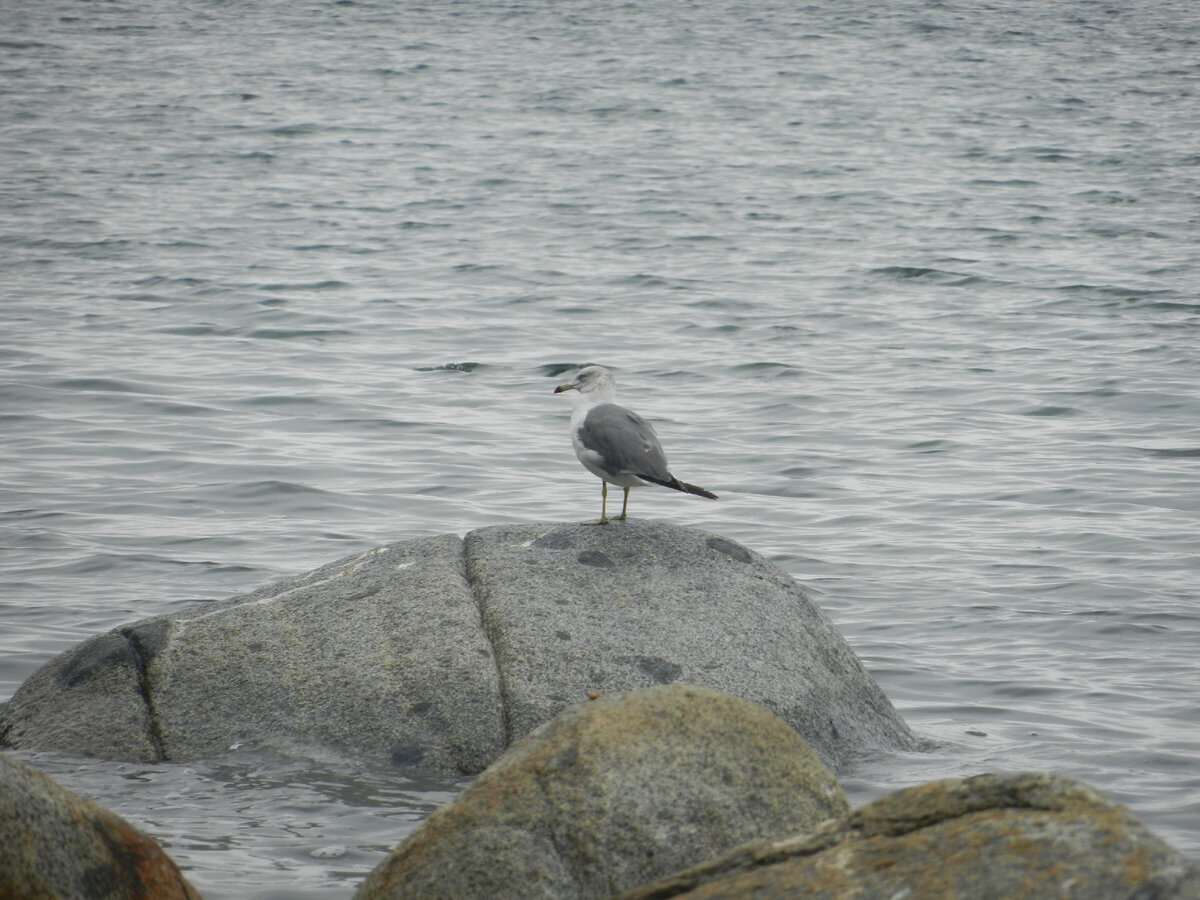 Дальневосточная чернохвостая чайка (Larus crassirostris)