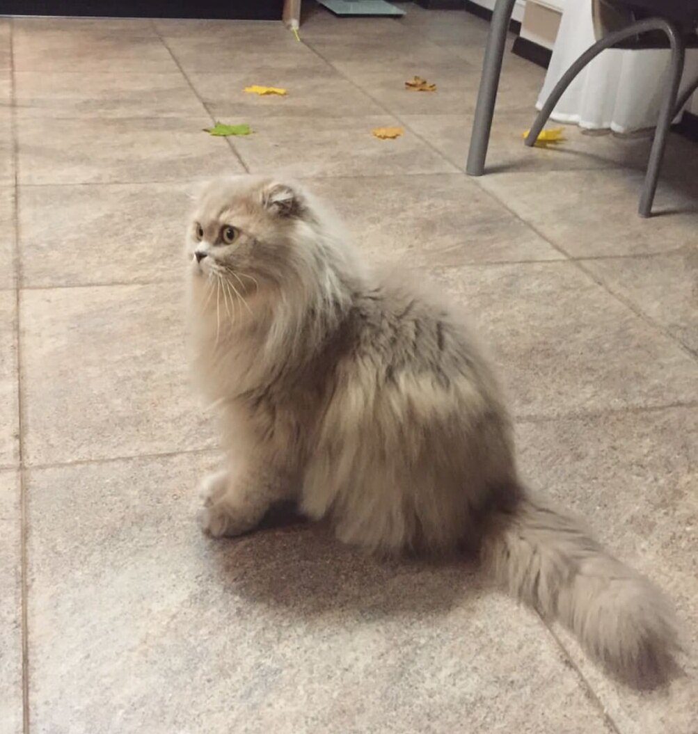 Мой кот Зефир