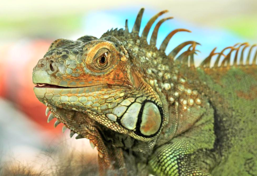 Кто здесь самый красивый и нарядный? Фото: bing.com