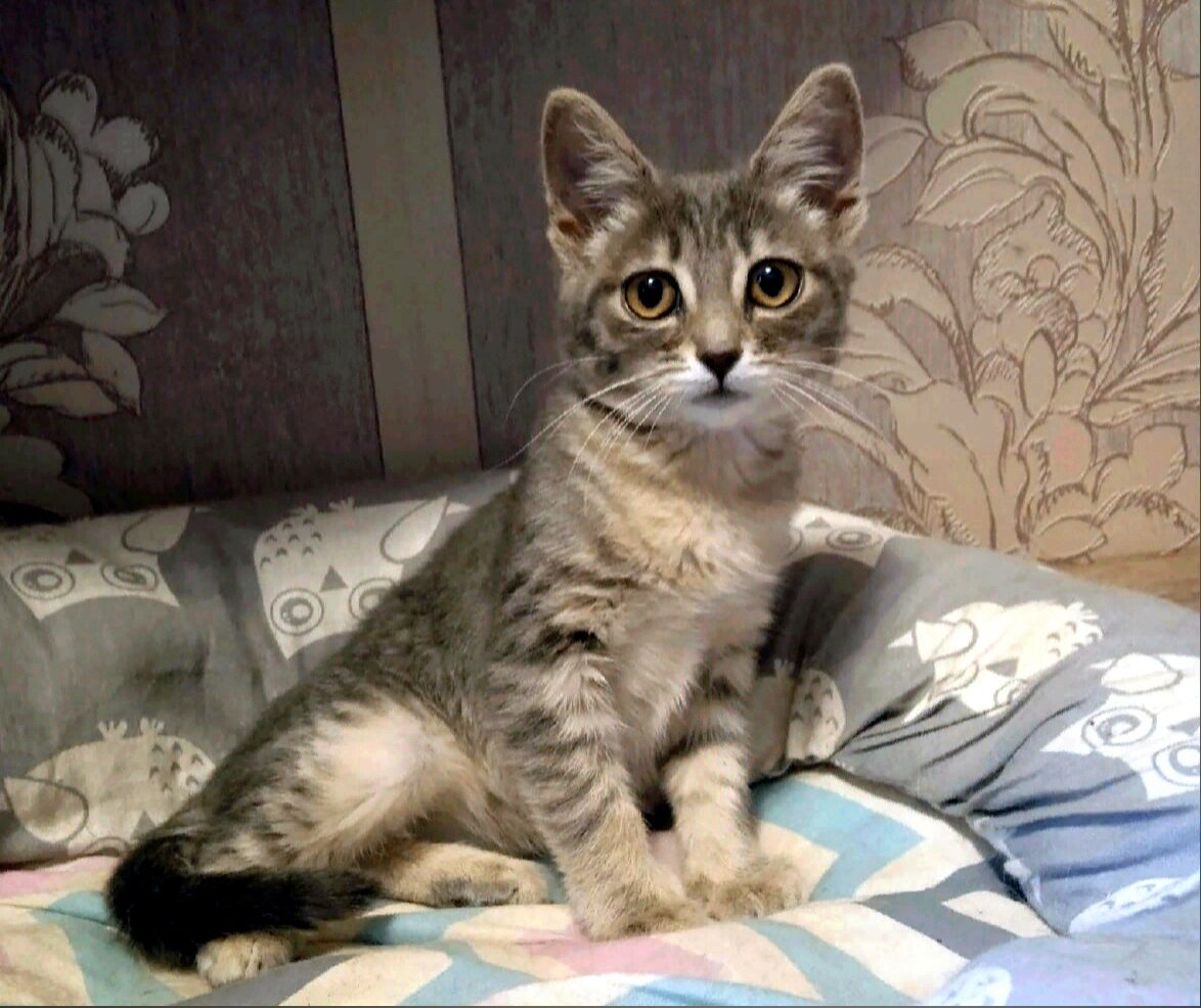 Превращение дрожащего котенка в дымчатую красавицу