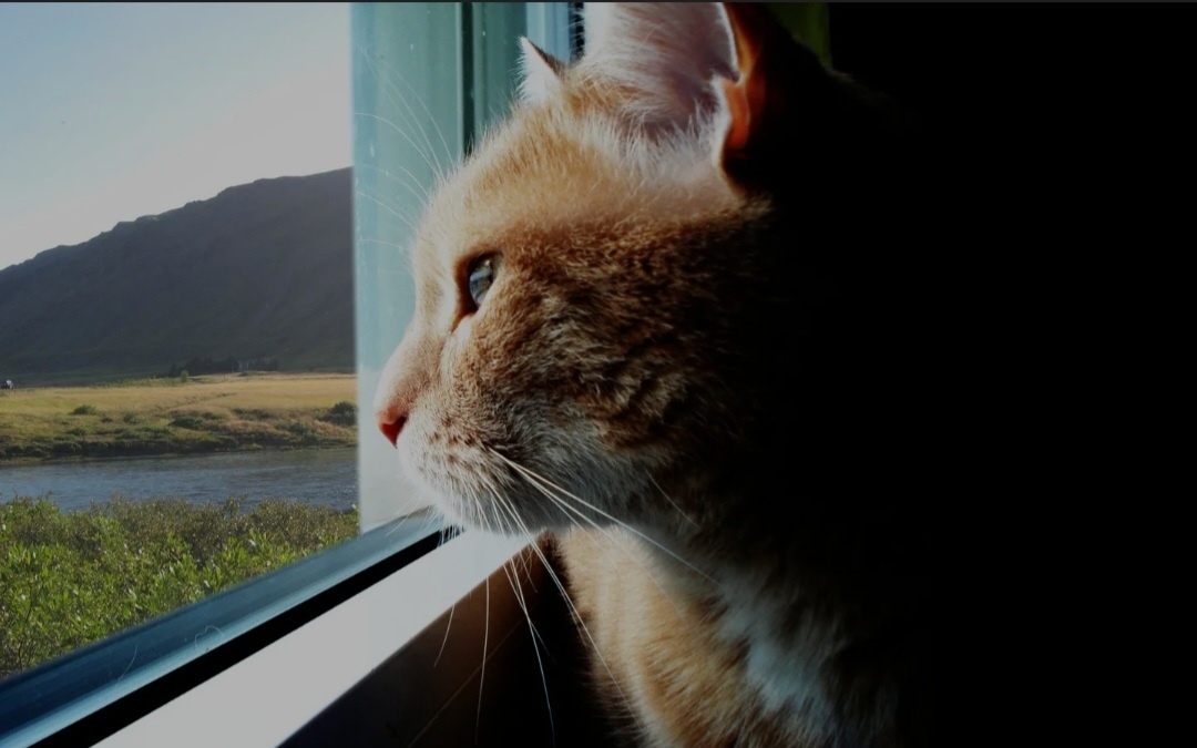 Просто смотреть в окно, на природу.  И ждать, когда всё успокоится. 