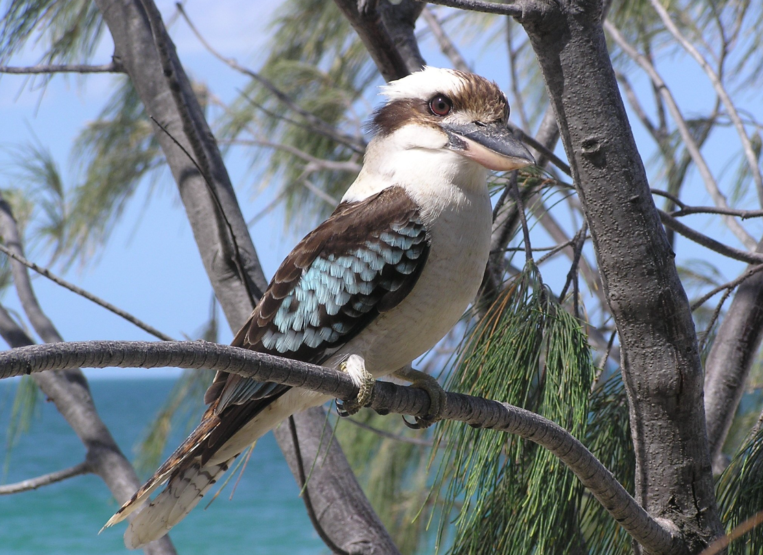 Пернатый символ Австралии. Фото: bing.com