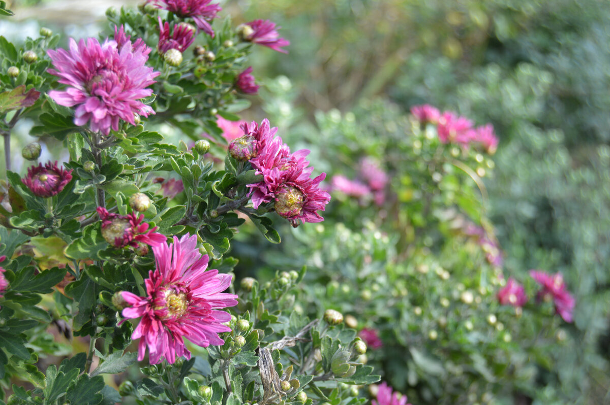 Фото автора. 03.10.2022. Зацветают самые поздние цветы на клумбе у дома.