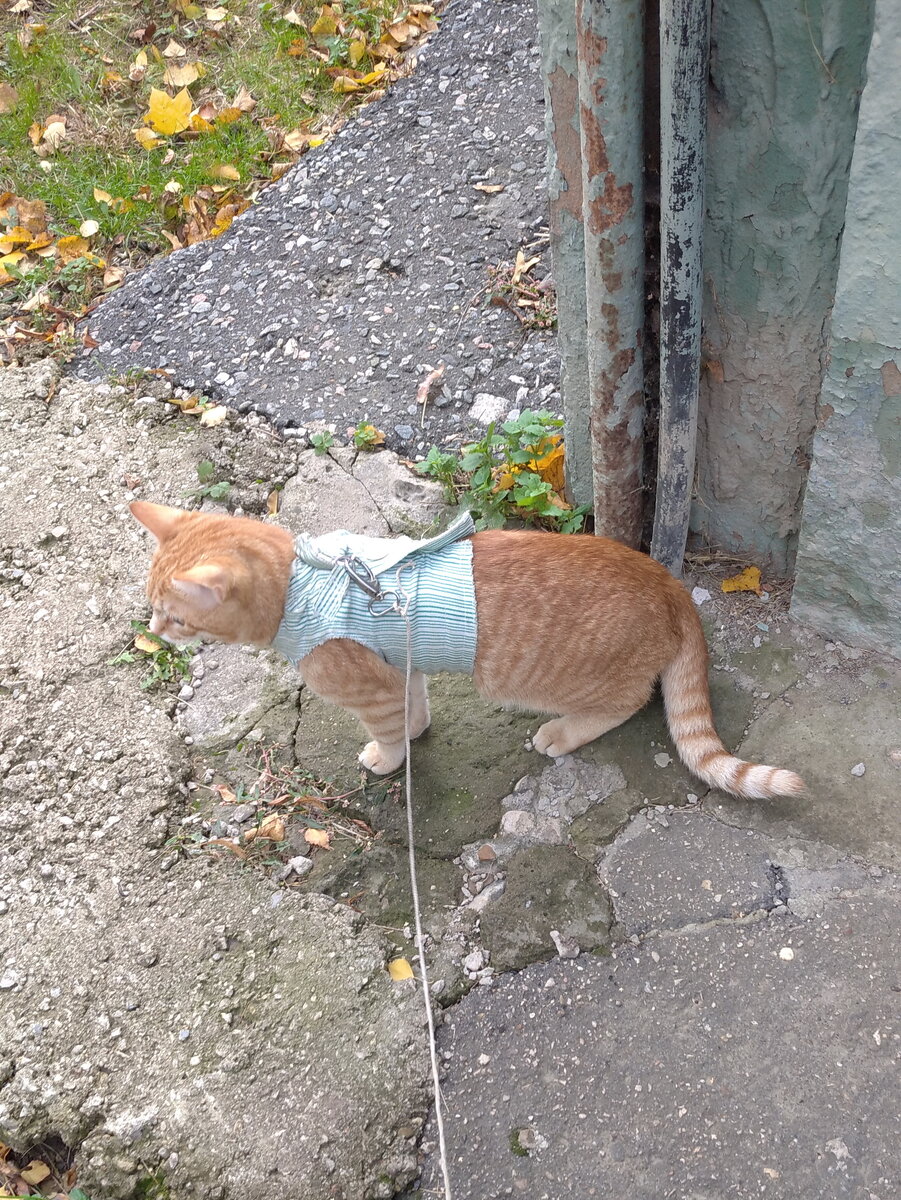 Личное  фото.
