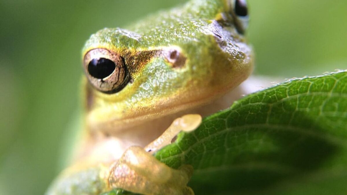    Фото: CC BY-SA 2.0, Norio Nomura Клара Хоменко