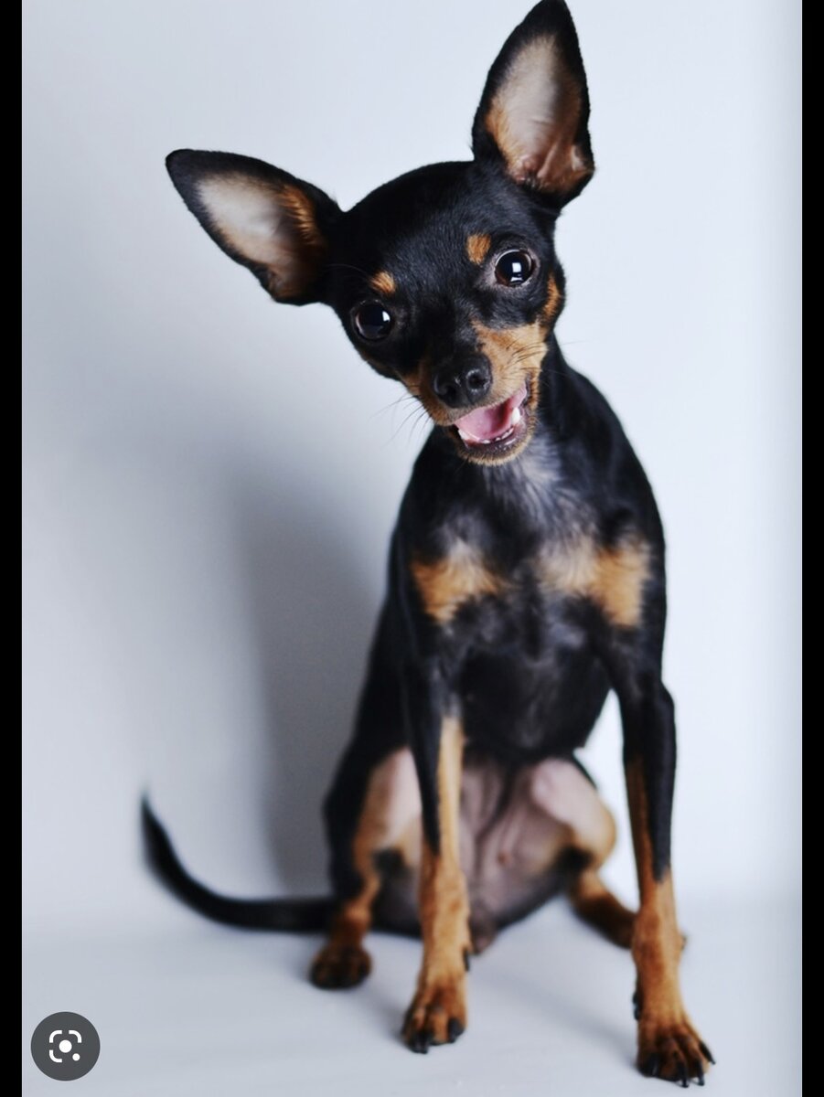 Только посмотрите какие милашки 