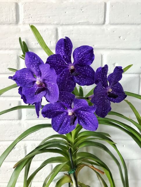 Орхидея ванда. Фото из личного архива