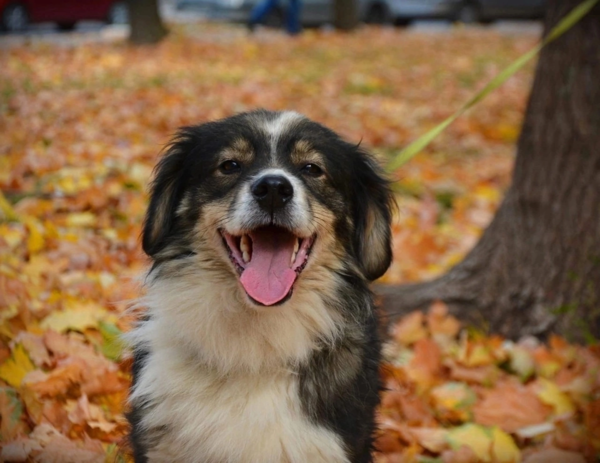 #муром #собакавдобрыеруки #нужендом #доброта 