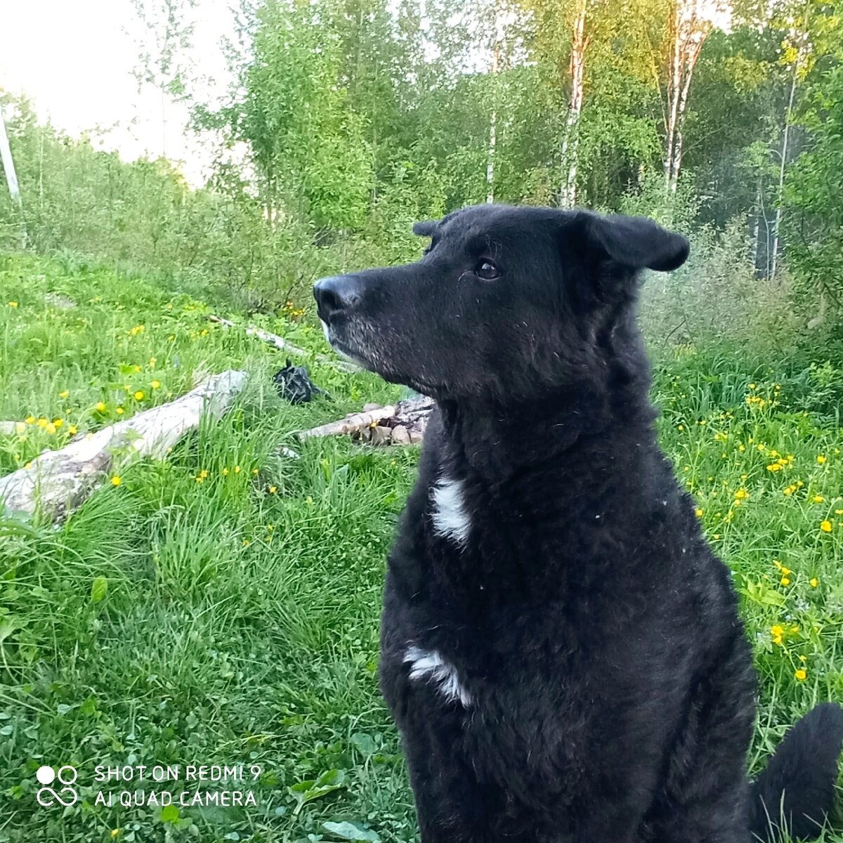 Малыш, так назвали спасенного с улицы щенка. Теперь он уже большой пес.Фотография любезно предоставлена владельцем 