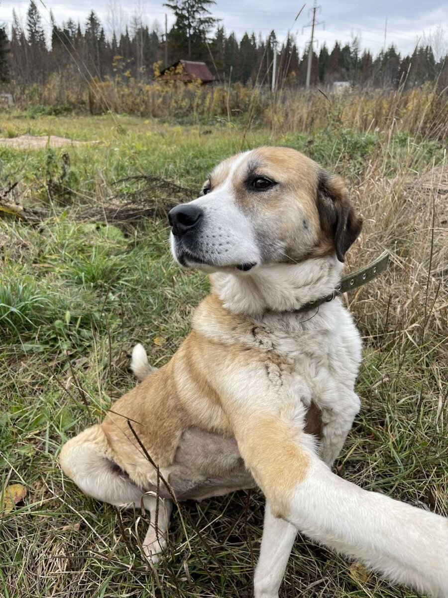 Одна из самых добрых, умных и адекватных собак!