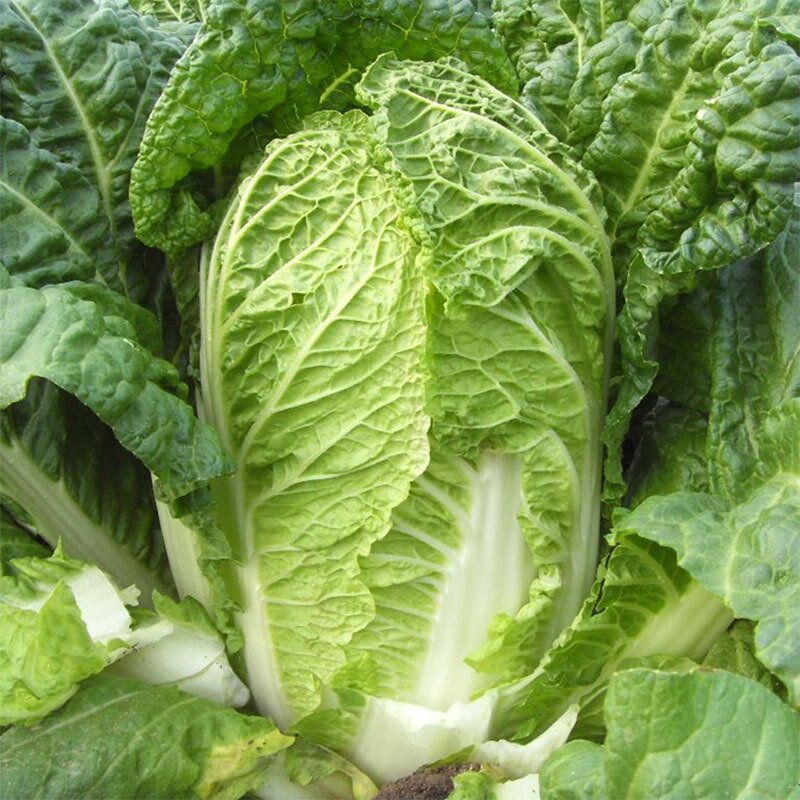 Пекинская капуста Капитол F1 от Селекцентра Лагутники 