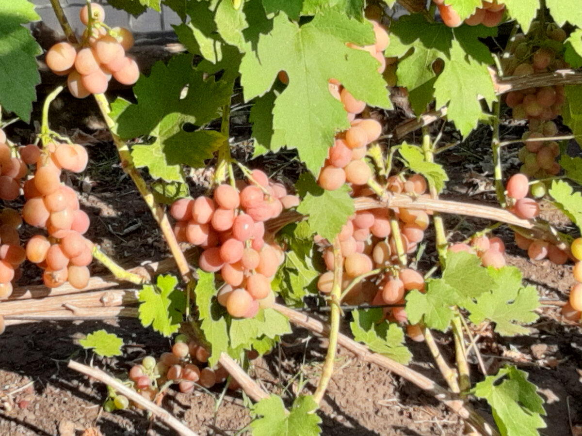 Вот такие лозы  мы вырастили, собрали с них медово-сладкий виноград