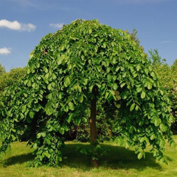 Вяз шершавый. Фото используется с сайта na-dache.pro