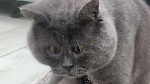 Fedya - The Unique Looking Cat With An Adoptive Father Cat in 2021 Cats, Unique 