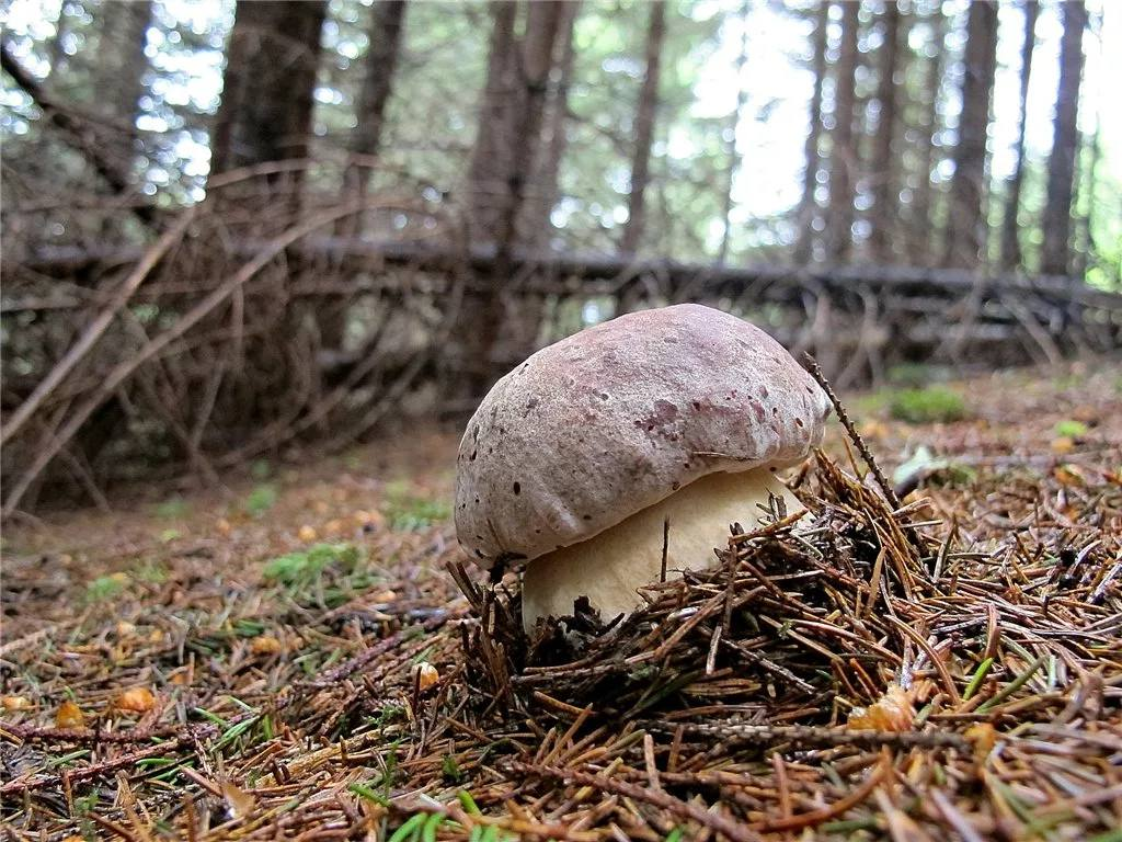 Грибники беларуси форум. Белый гриб Сосновый Boletus pinophilus. Сосновый белый (Боровик. Грибы Крыма белый гриб Сосновик. Боровик еловый и Сосновый.