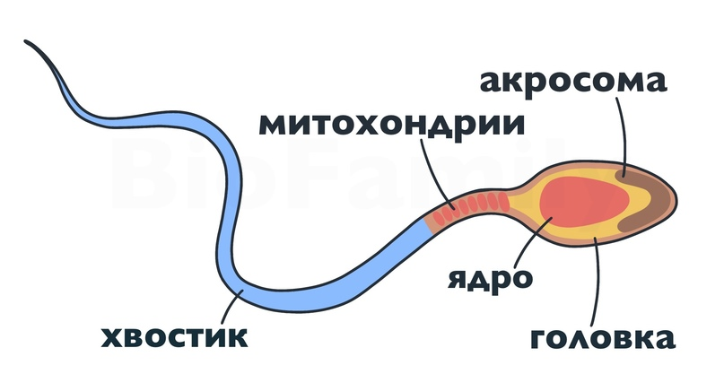 Признаки и особенности имплантации эмбриона