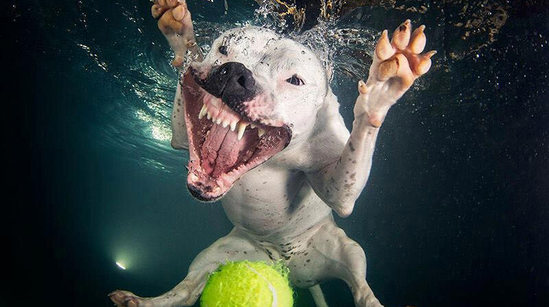 Underwater Dogs: коллекция фотографий собак под водой