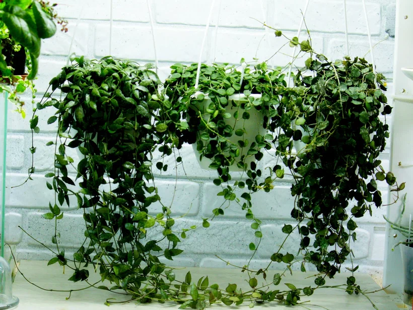 Коллекция и фото Masteritaнaplants